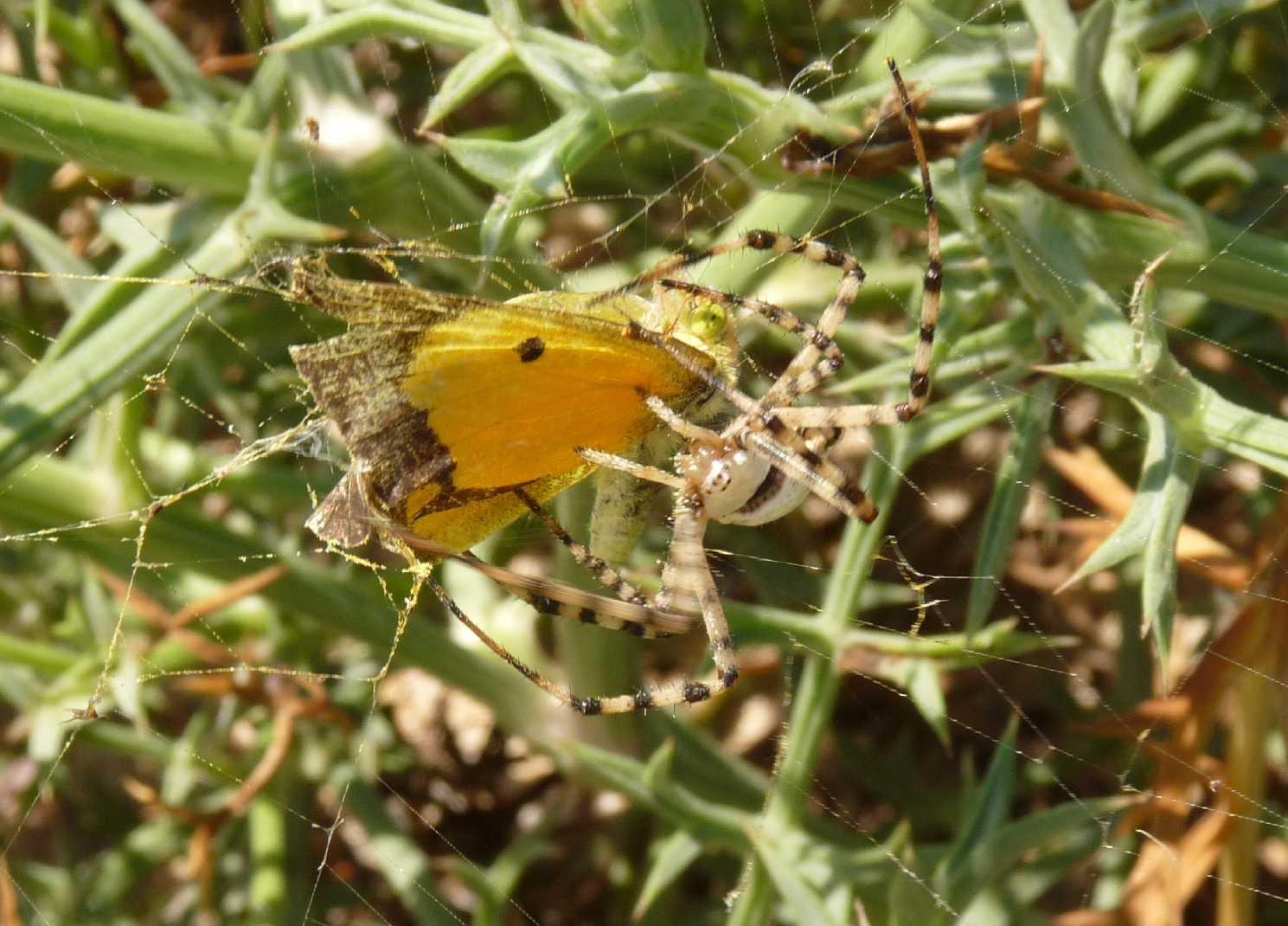Argiope lobata e farfalla